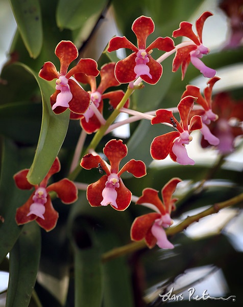 Vanda limbata orchid